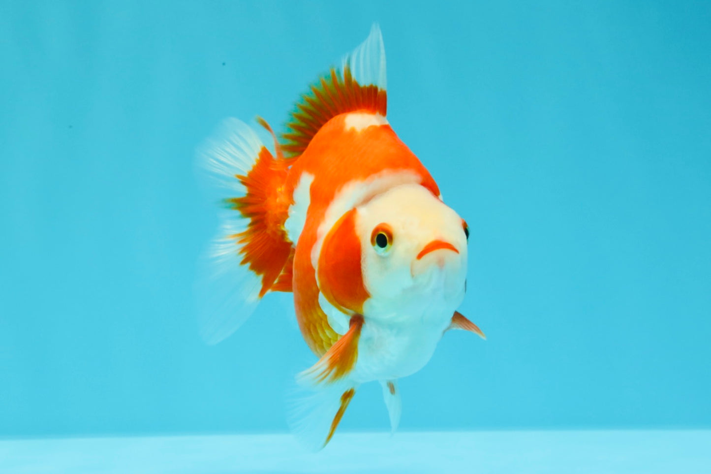 AAA Grade Red White Ryukin Female 4-4.5 inches #030626RK_16