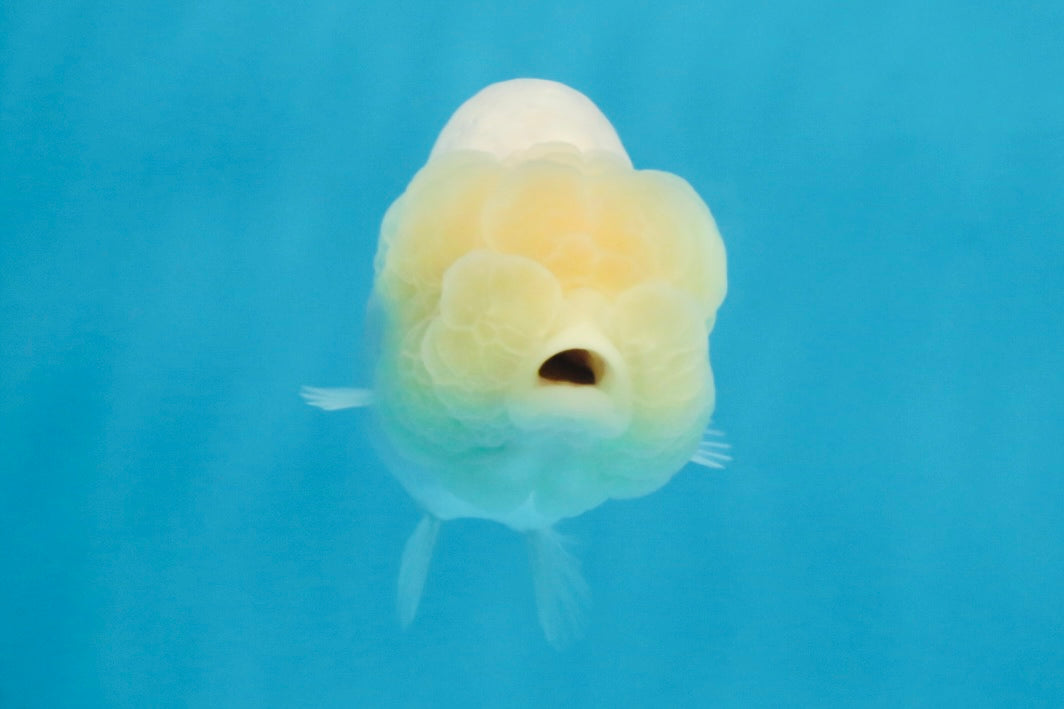 White Lionchu Female 3.5 inches #103125LC_23