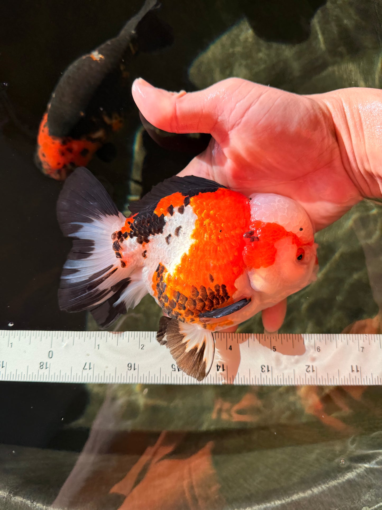 TURKEY AAA Grade Pompom Tricolor Jade Head Yuanbao Male 5.5-6 inches #032726YB_03