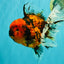 Tiger Oranda Female 7 inches #100926OR_12