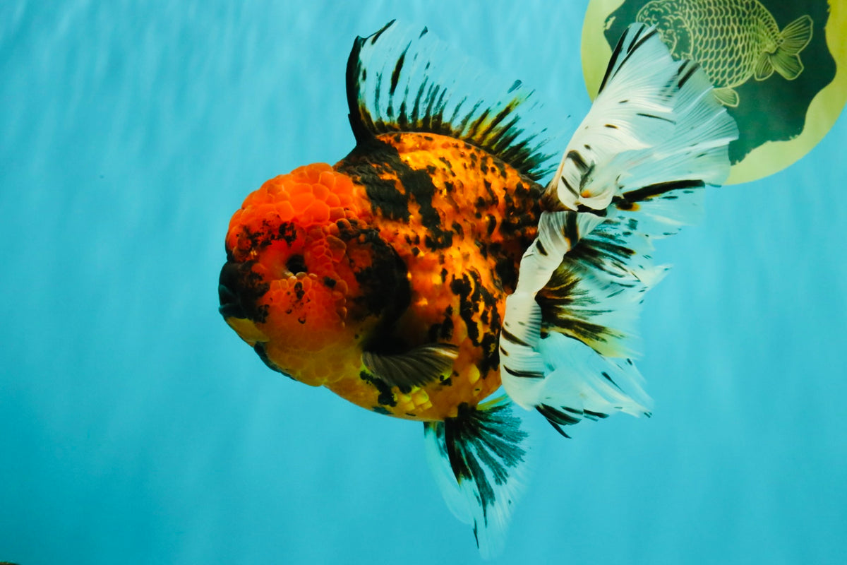 Tiger Oranda Female 7 inches #100926OR_12