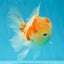 A Grade Sakura Oranda Male 4.5-5 inches #053025OR_28