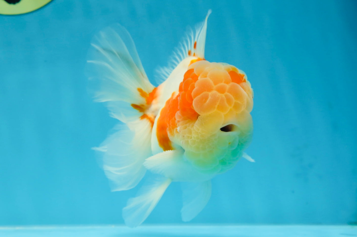 A Grade Sakura Oranda Male 4.5-5 inches #053025OR_28