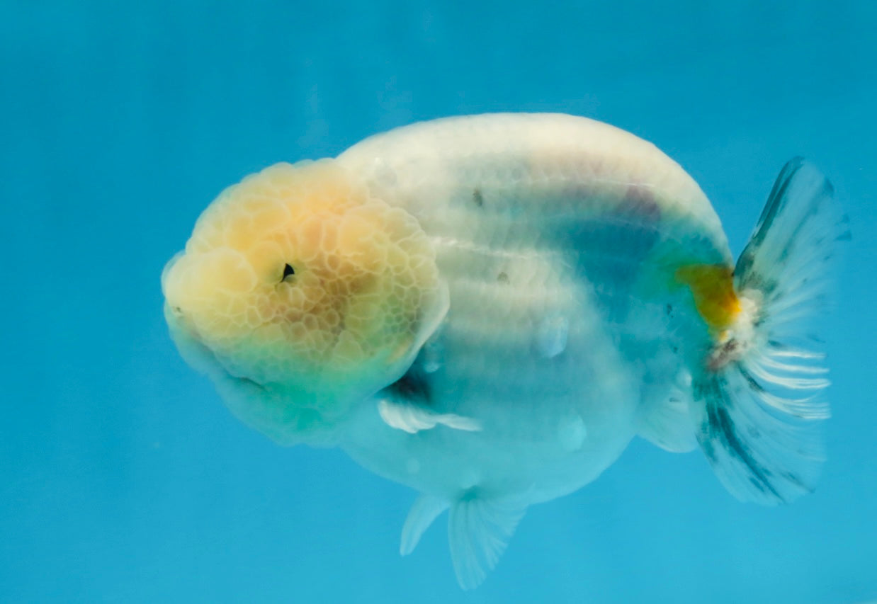 A Grade Marble LionKing Male 4.5-5 inches #070425LC_12