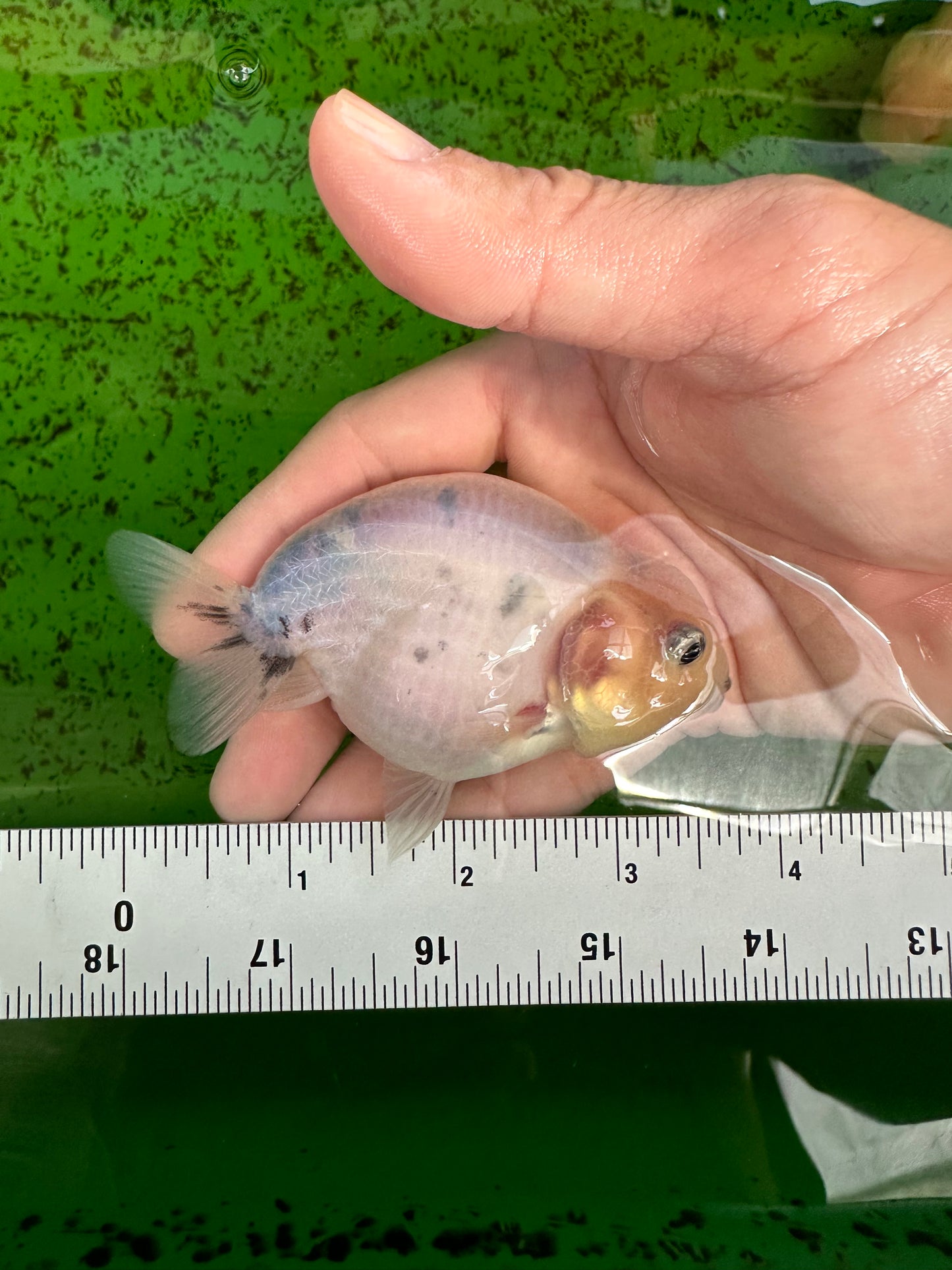 Marble Ranchu Female 3.5 inches #1004LC_09