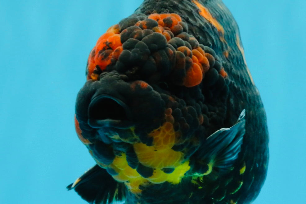 SUPER AAA Grade Godzilla Tiger Yuanbao Male 6 inches #022026YB_02