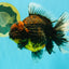 CHUNKY AAA Grade Broadtail Kirin Tiger Oranda Male 7-7.5 inches #080726OR_02