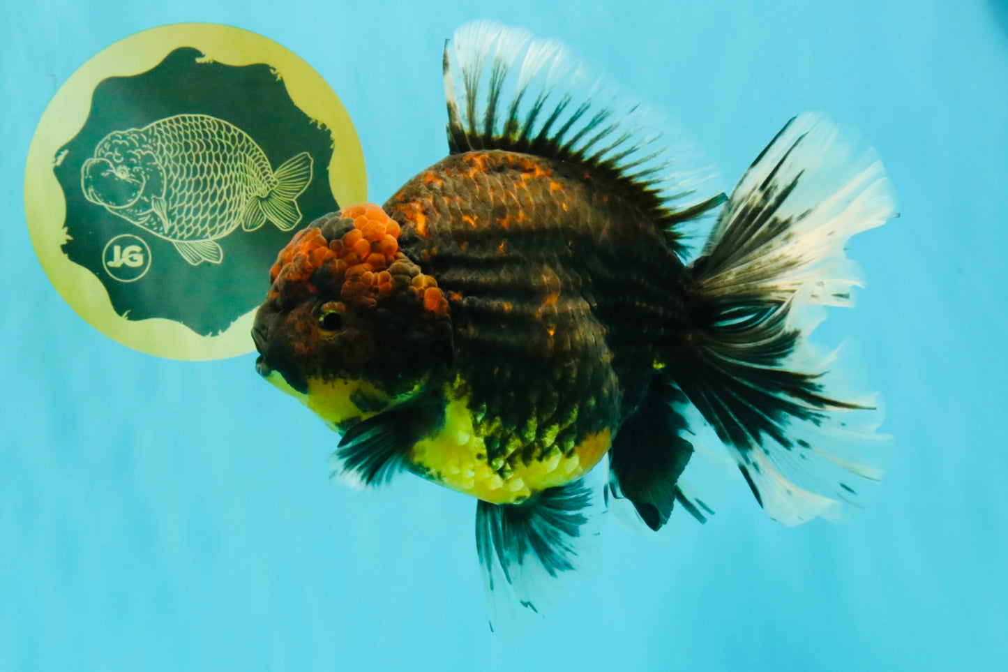 CHUNKY AAA Grade Broadtail Kirin Tiger Oranda Male 7-7.5 inches #080726OR_02