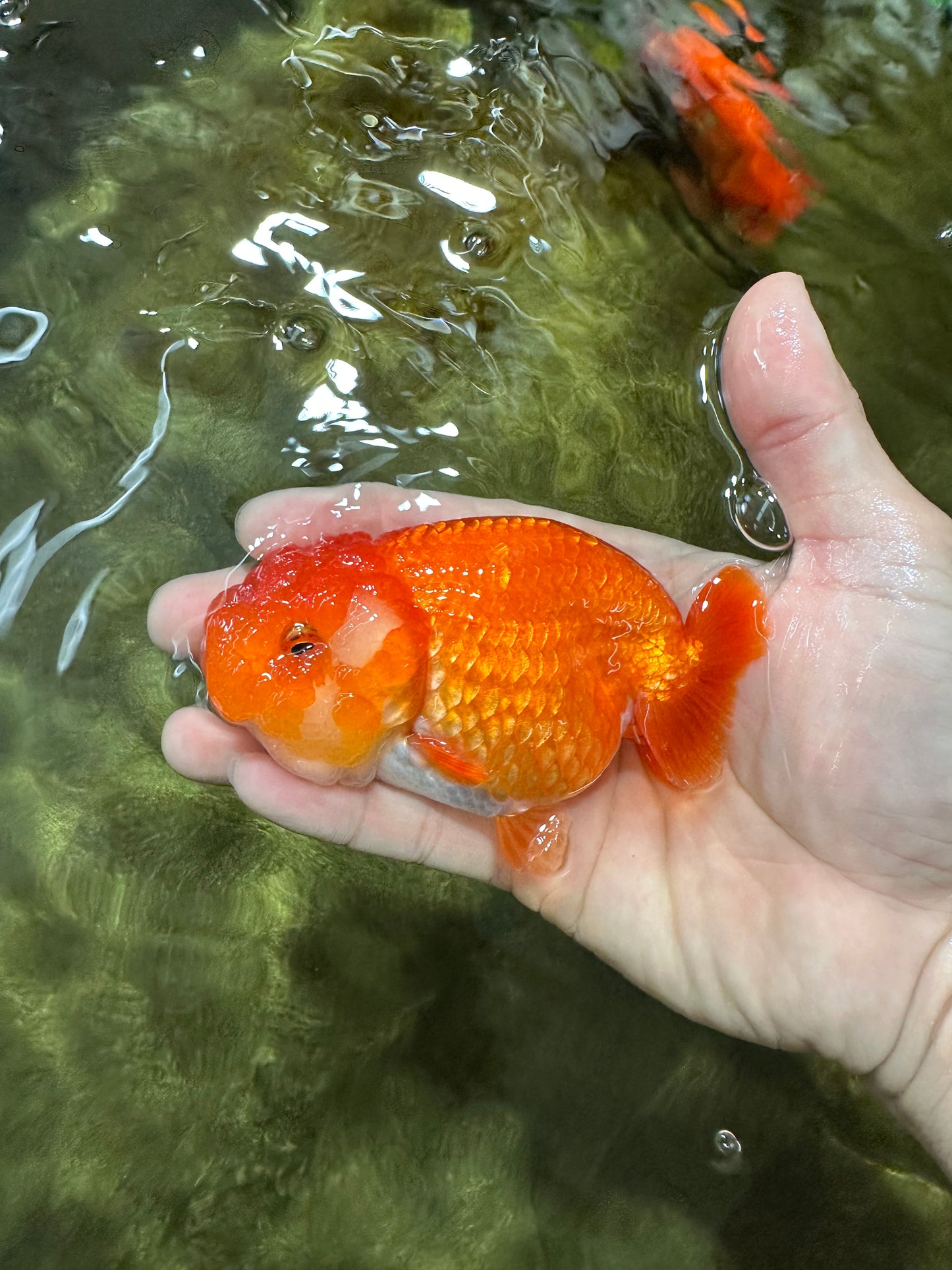 A Grade Red White LionQueen 4 inches #053025LC_07