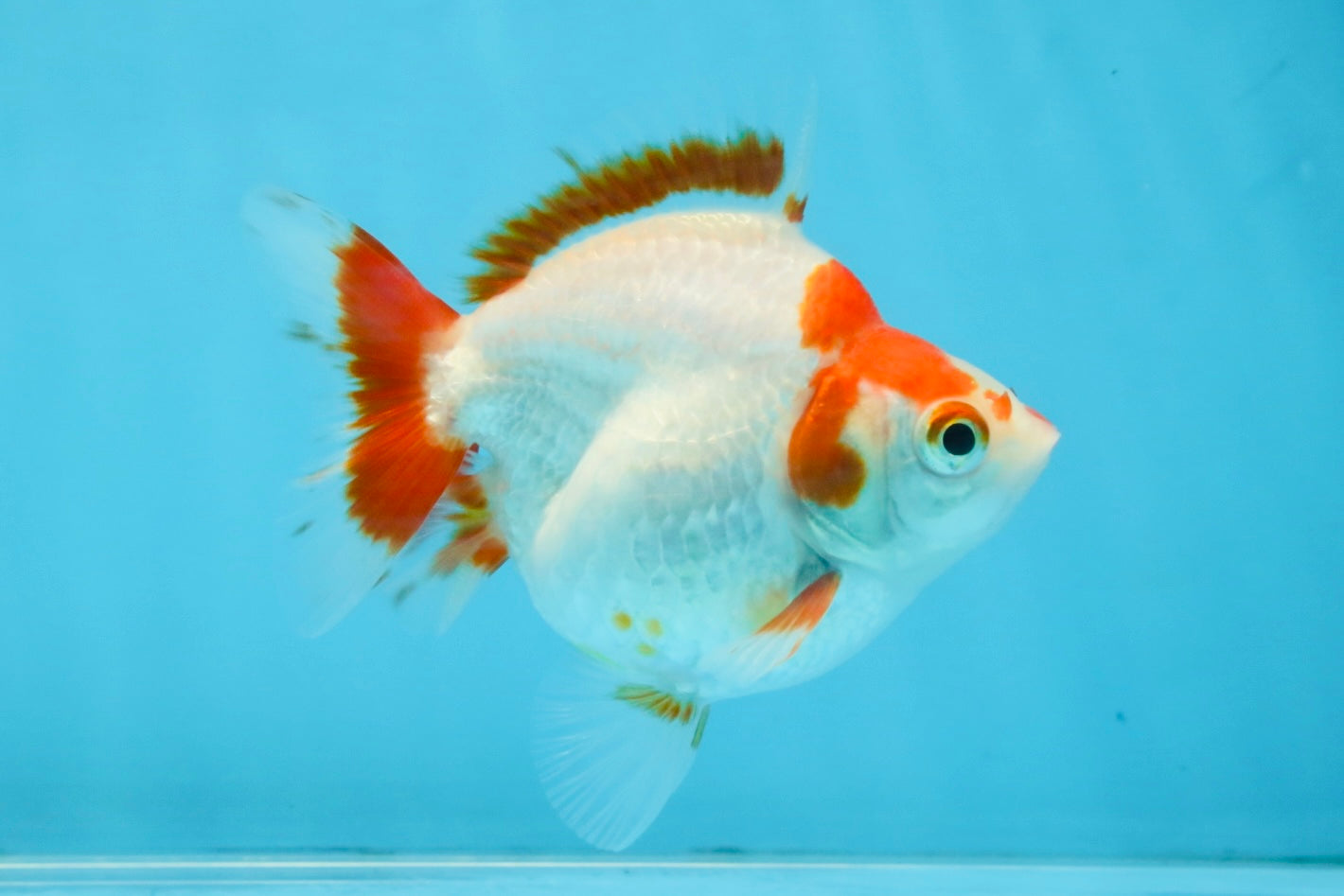 A Grade Red White Ryukin Female 3.5-4 inches #111425RK_04