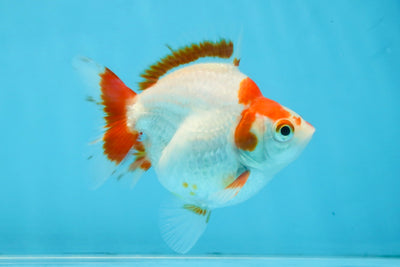 A Grade Red White Ryukin Female 3.5-4 inches #111425RK_04