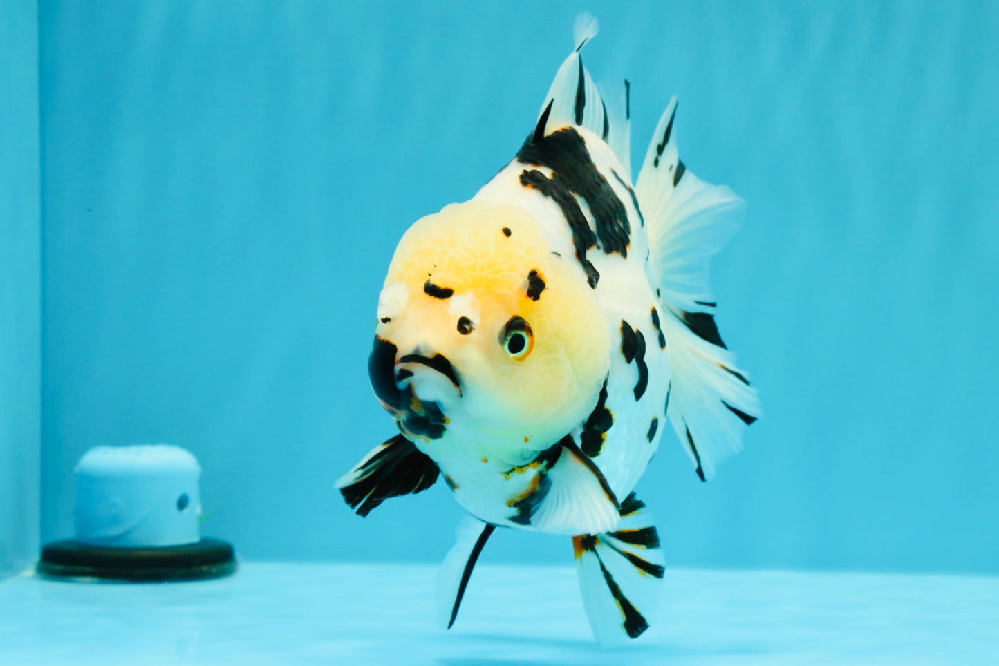 A Grade Special White Tiger Yuanbao Female 6 inches #022726YB_08