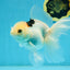 A Grade Tricolor Oranda Female 6 inches #112924OR_12