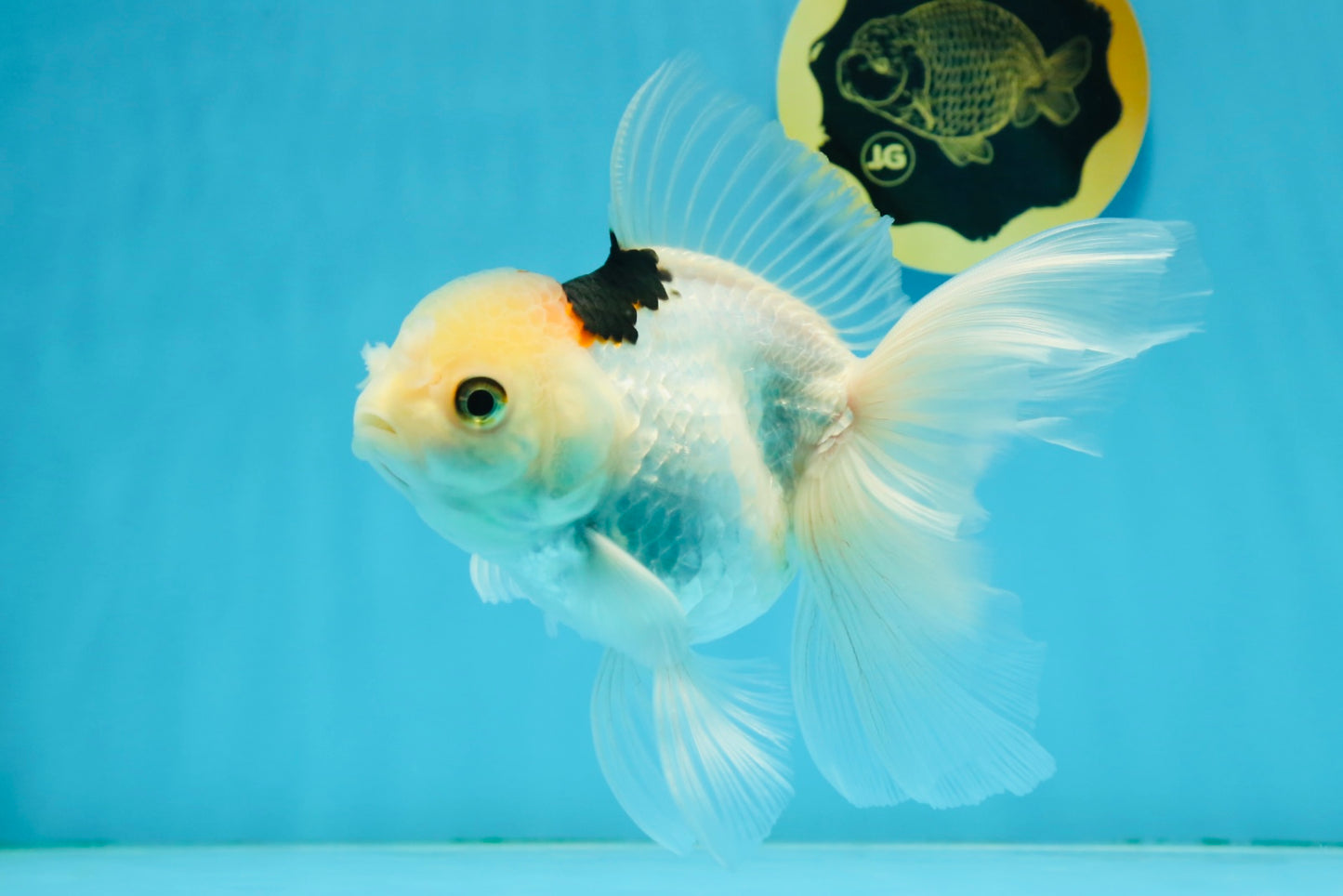 A Grade Tricolor Oranda Female 6 inches #112924OR_12