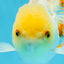 White Beauty Oranda Male 5 inches #053025OR_30