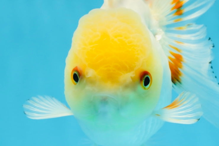 White Beauty Oranda Male 5 inches #053025OR_30
