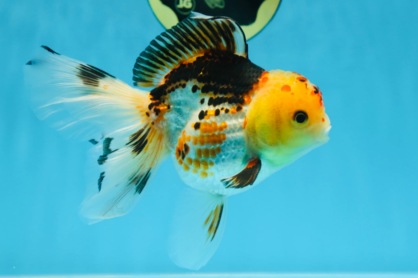 A Grade UNIQUE Tricolor Oranda Male 5.5 inches #072525OR_08