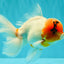 A Grade Sakura Oranda Male 6-6.5 inches #071026OR_32