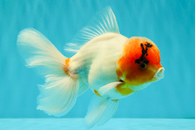 A Grade Sakura Oranda Male 6-6.5 inches #071026OR_32