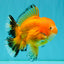 CHUNKY A Grade Red White Oranda Male 5.5-6 inches #042426OR_08