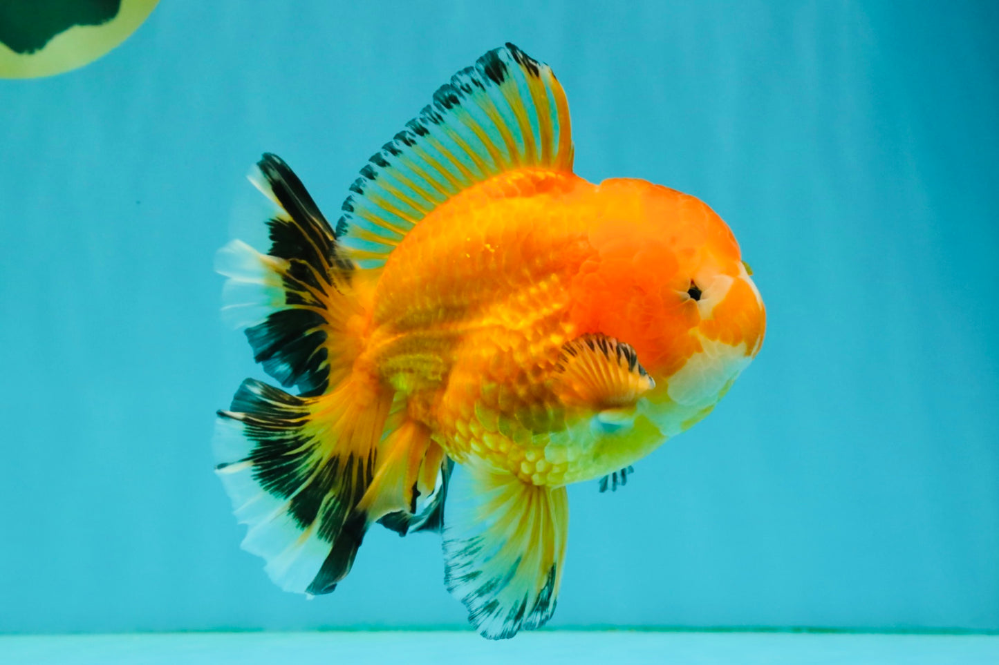 CHUNKY A Grade Red White Oranda Male 5.5-6 inches #042426OR_08