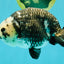 Ink Chinese Ranchu Male 5.5-6 inches #050826RC_13