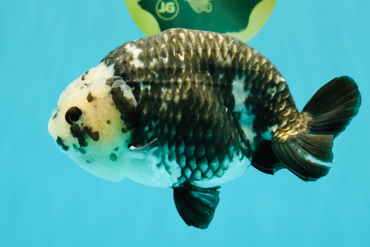 Ink Chinese Ranchu Male 5.5-6 inches #050826RC_13