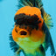 A Grade Black Red Oranda Female 5 inches #0920OR_32