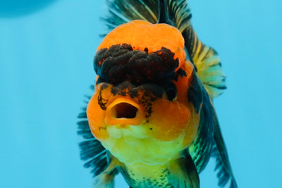 Oranda hembra roja y negra de grado A, 5 pulgadas, n.° 0920OR_32