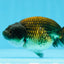 Femelle Ranchu Cuivre Noir 3,5-4 pouces #0726RC_31