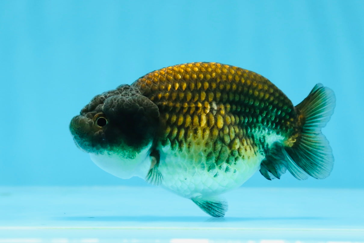 Black Copper Ranchu Female 3.5-4 inches #0726RC_31