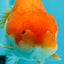 Baby Red White Big Wen Lionchu Male 3.5 inches #0202LC_03