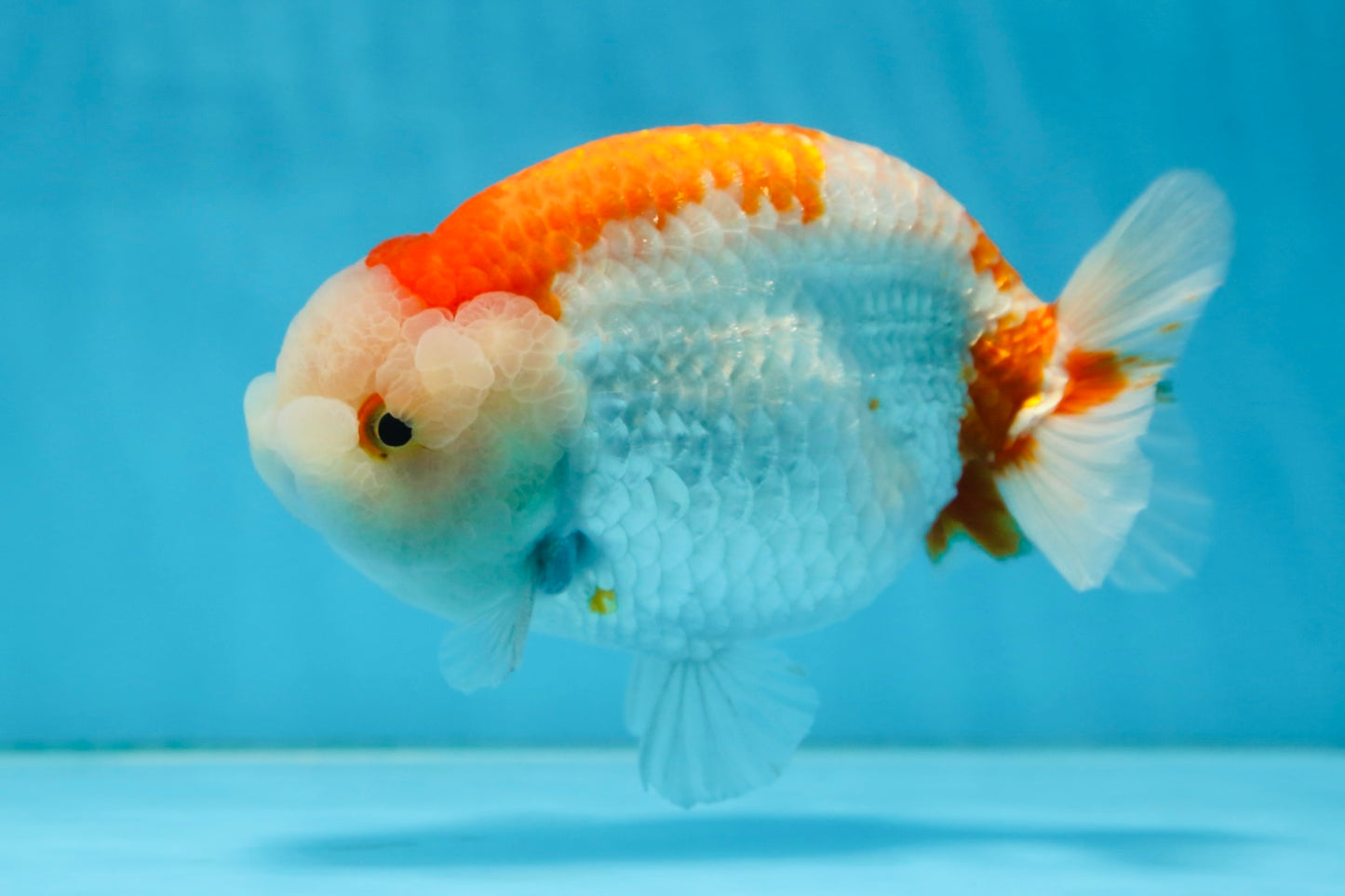 AAA Grade Red White LionKing 5.5 inches #082925LC_03