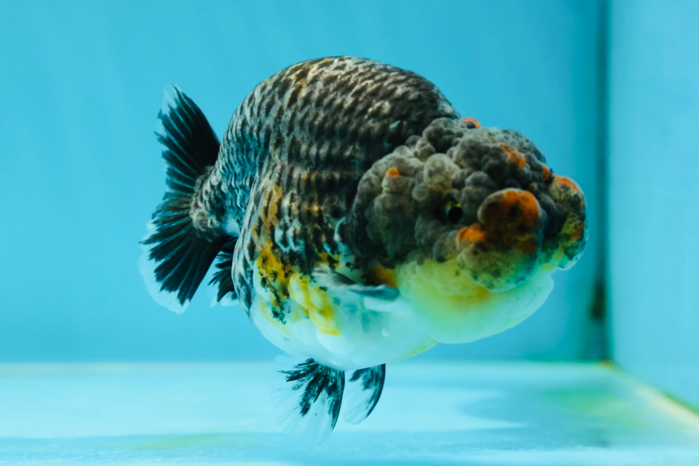 A Grade High Back Blue Kirin LionQueen 3.5-4 inches #050925LC_07