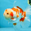 AAA Grade ADORABLE Red White Oranda Male 6 inches #090525OR_08