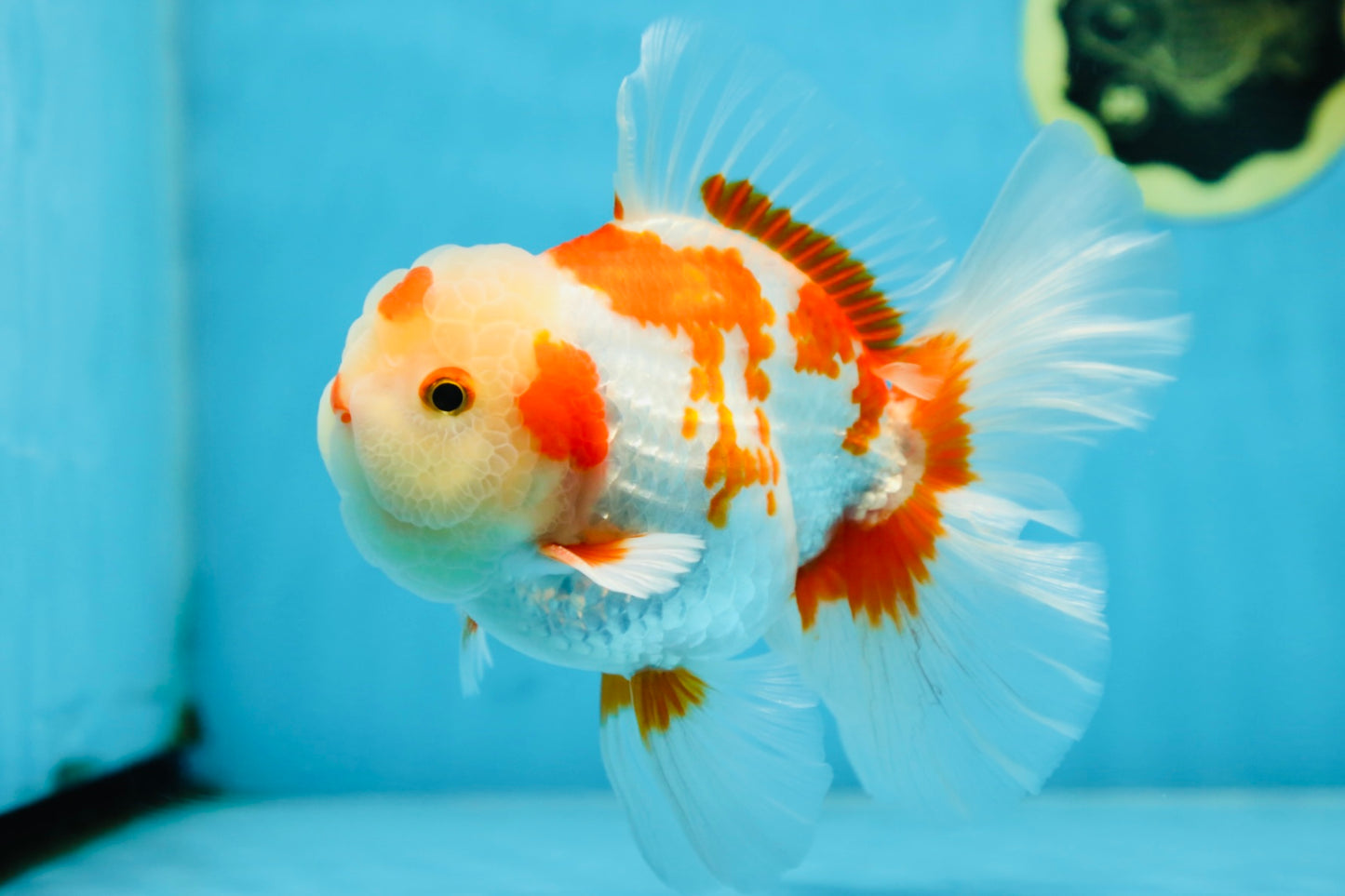 AAA Grade ADORABLE Red White Oranda Male 6 inches #090525OR_08