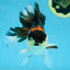 A Grade Tricolor Button Eyes Oranda Male 5.5 inches #080825OR_06