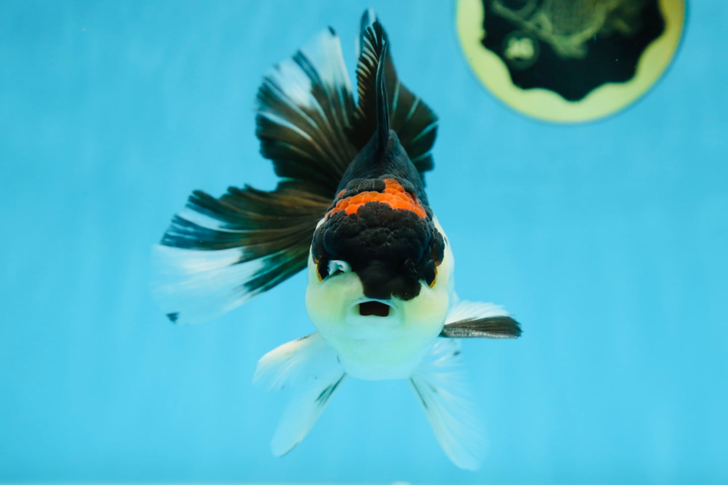 A Grade Tricolor Button Eyes Oranda Male 5.5 inches #080825OR_06