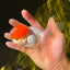 AAA Grade Tomato Head Oranda Male 5 inches #0908OR_04