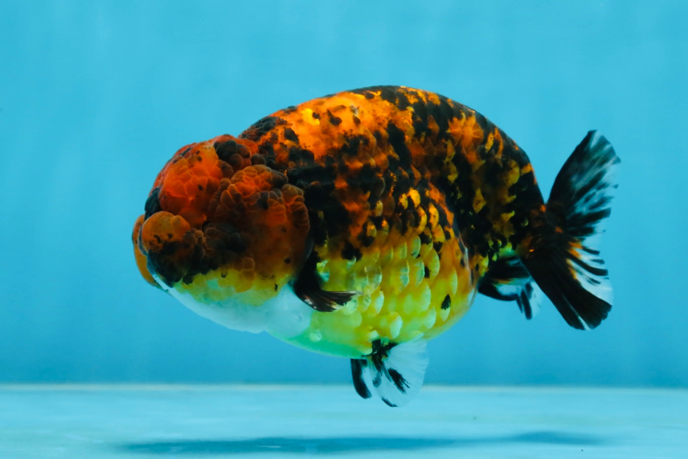 A Grade Tiger LionKing 4.5-5 inches #071125LC_03