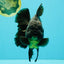 AAA Grade Broadtail Black Godzilla Oranda Male 7 inches #071026OR_01