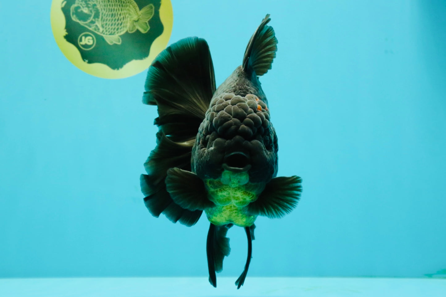 AAA Grade Broadtail Black Godzilla Oranda Male 7 inches #071026OR_01