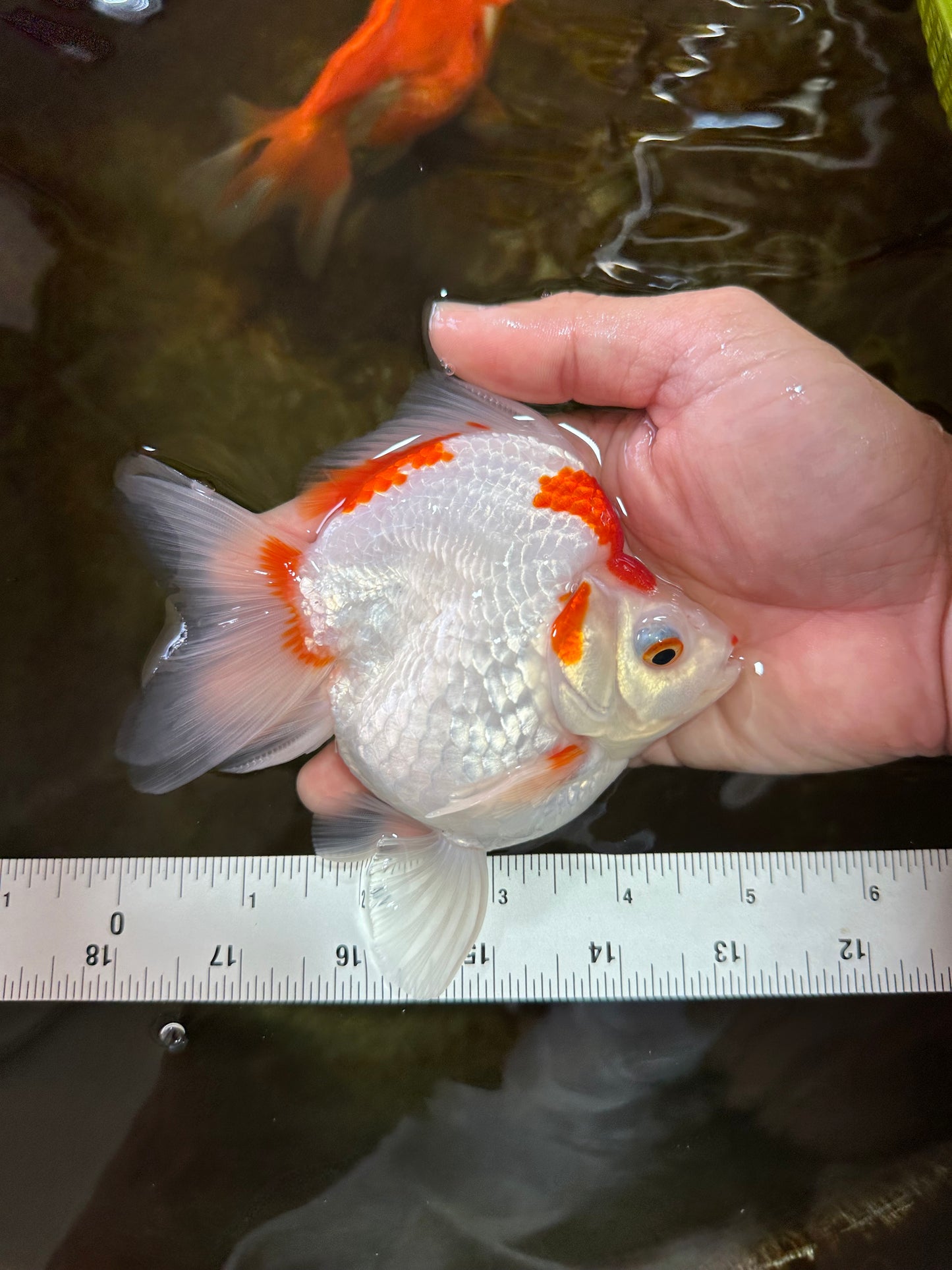 A Grade Kohaku Ryukin Red White Female 5 inches #070425RK_03