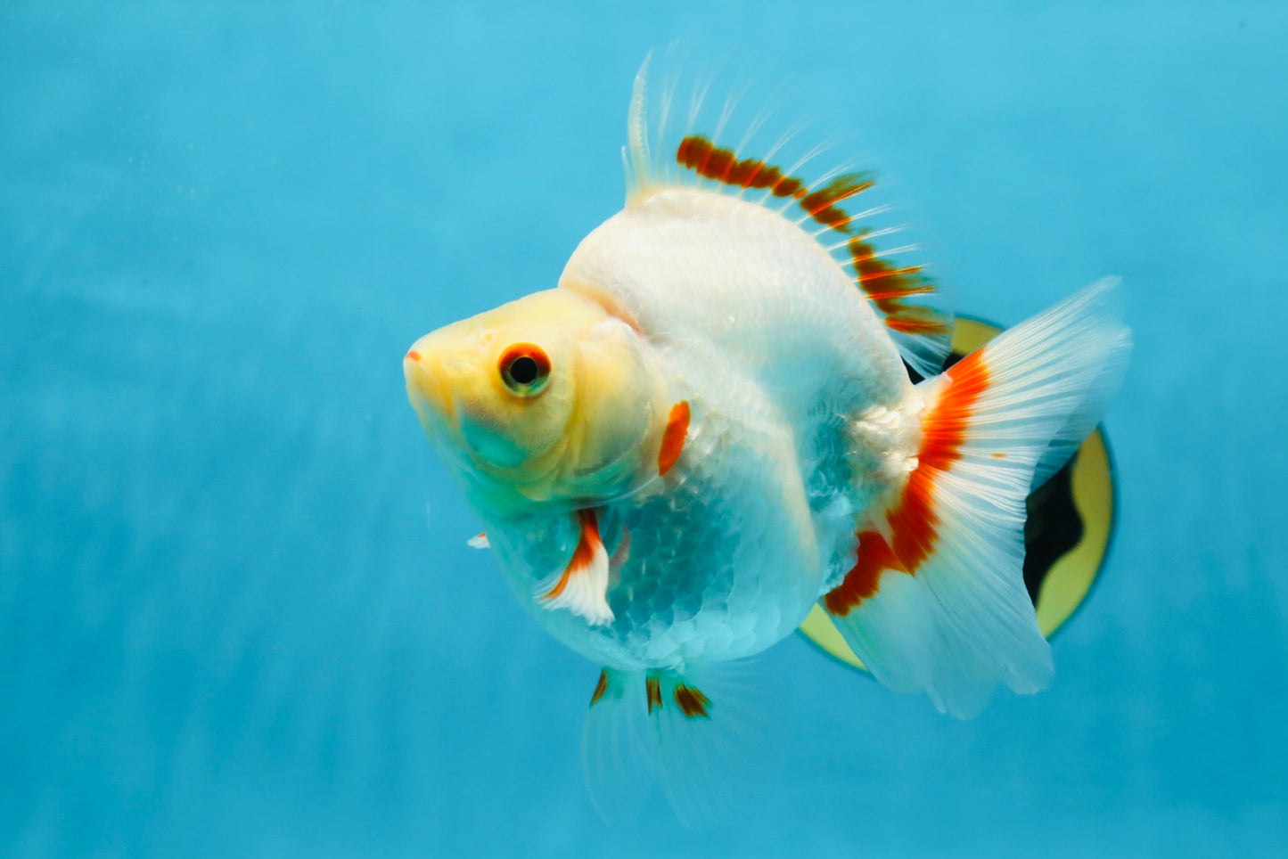 AAA Grade Red White Ryukin Female 5-5.5 inches #060625RK_33