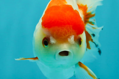 Red White Oranda Female 5-5.5 inches #110824OR_06