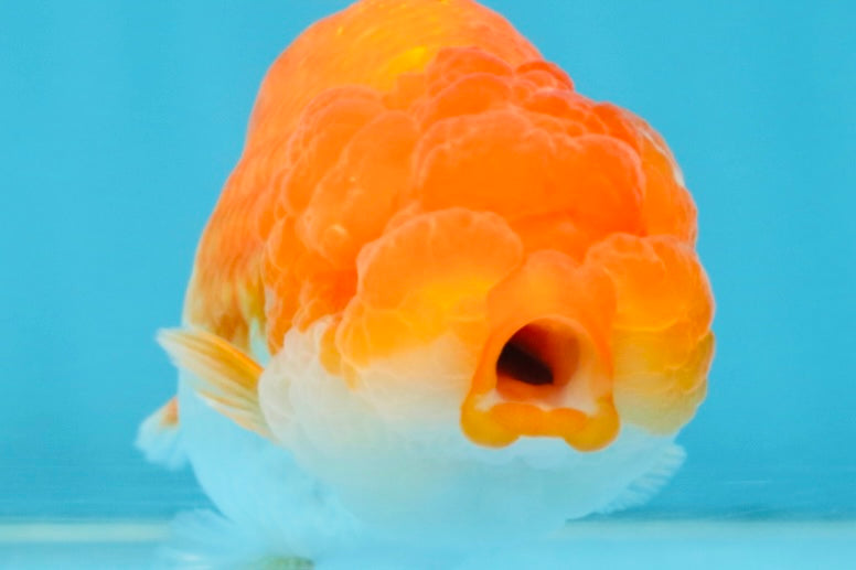 FLUFFY Red White LionChu Female 4.5 inches #120525LC_16