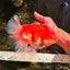 A Grade Red White Oranda Female 6.5-7 inches #050826OR_06