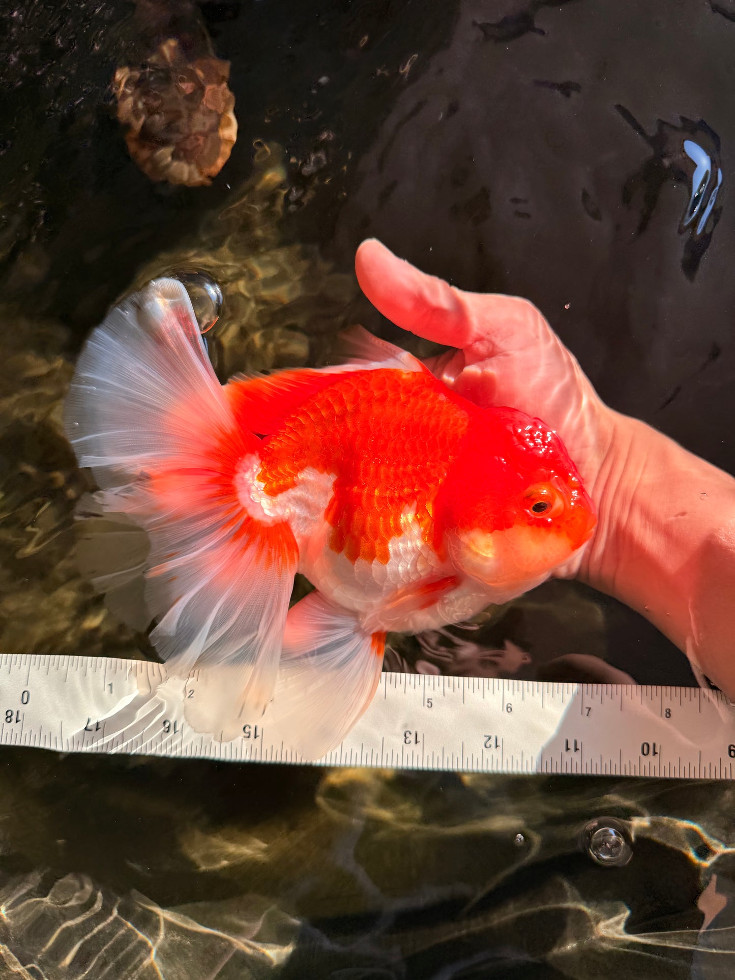 A Grade Red White Oranda Female 6.5-7 inches #050826OR_06