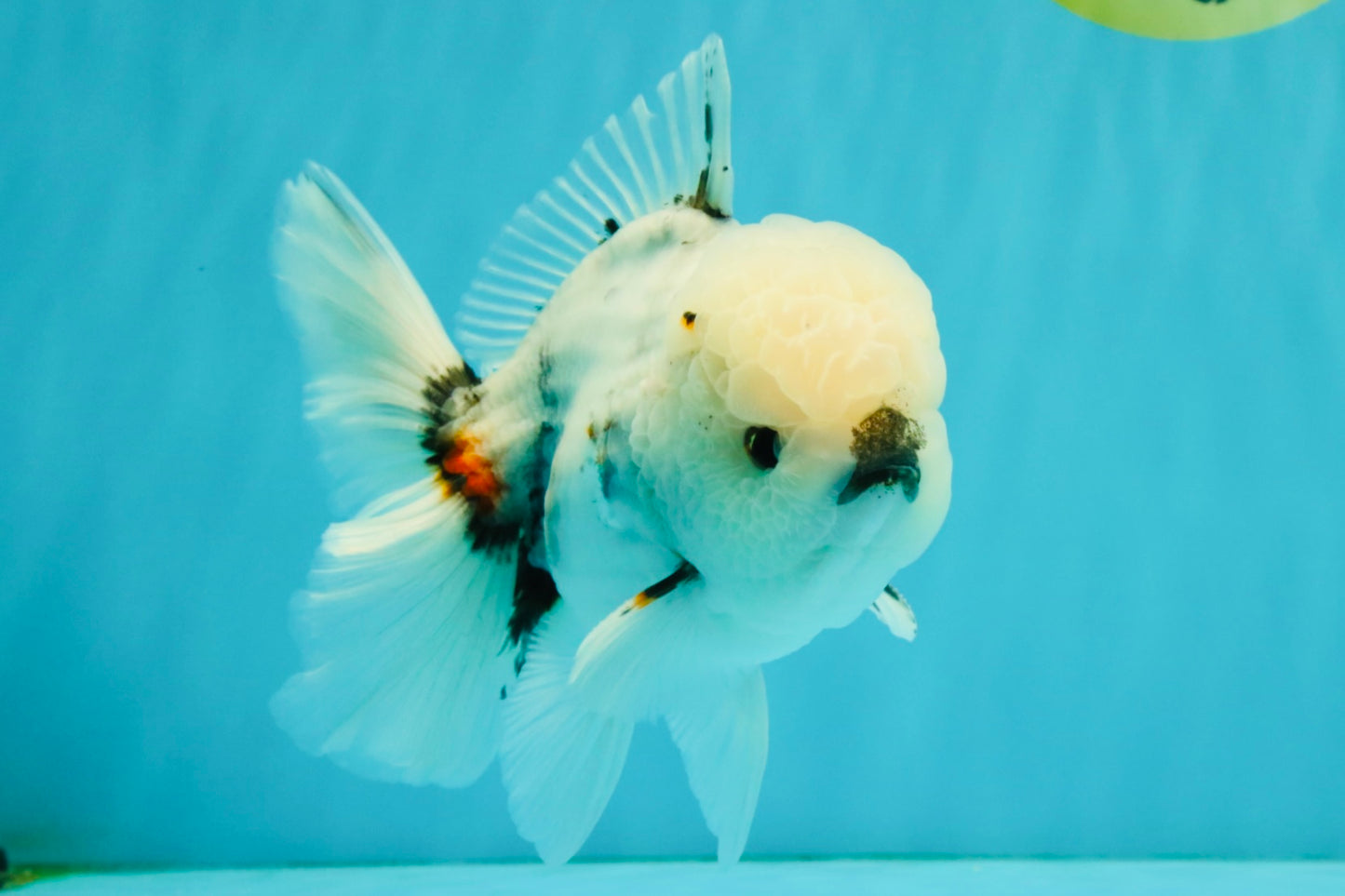 CHONKY A Grade Marble Oranda Male 5.5-6  inches #042426OR_09