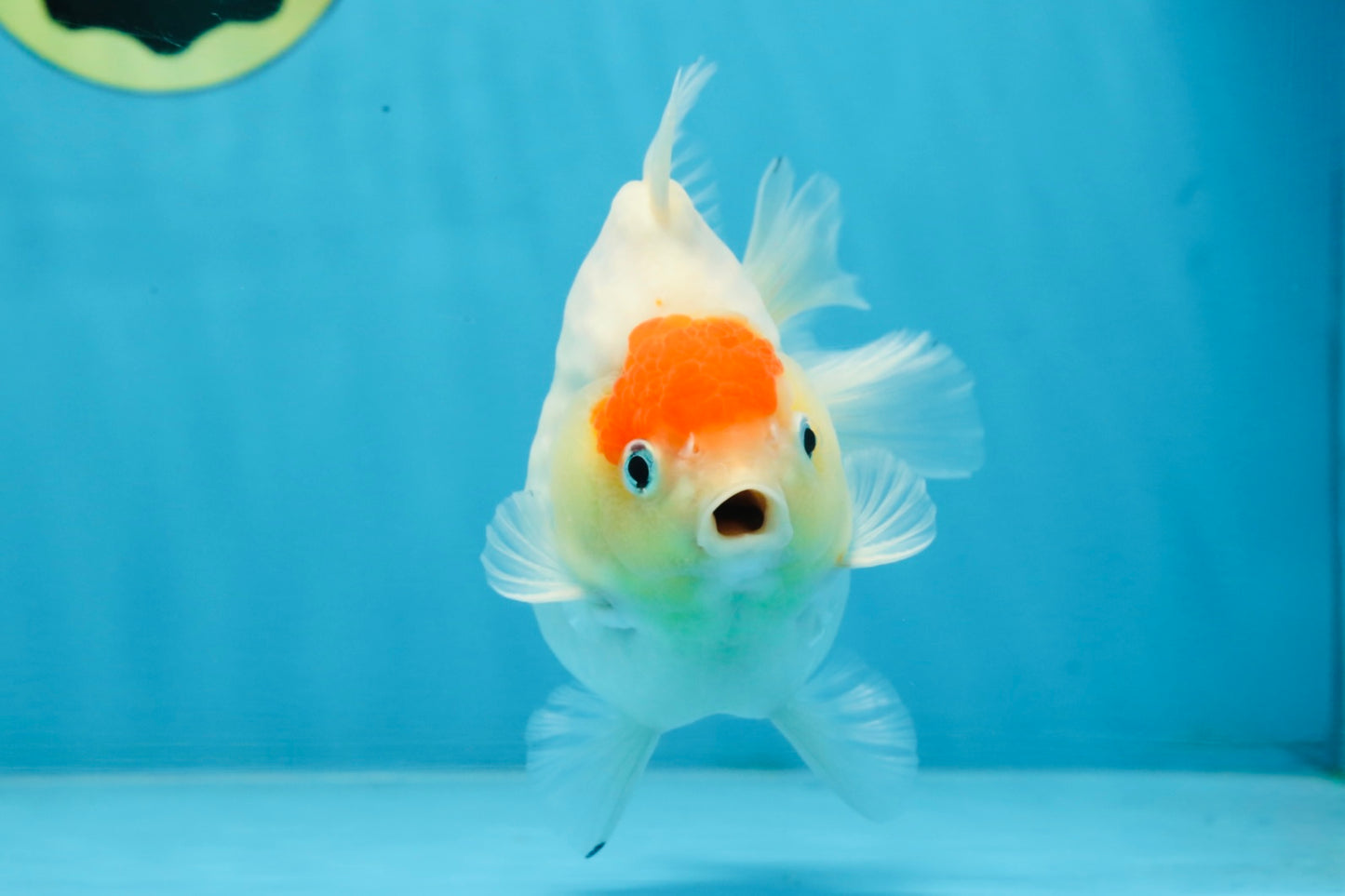 A Grade Young Godzilla Tancho Sakura Yuanbao Male 4.5 inches #101725YB_26